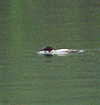 [Photo: Loon]