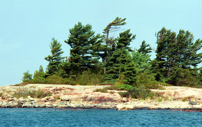 [Photo: WIndswept point with pine trees.]