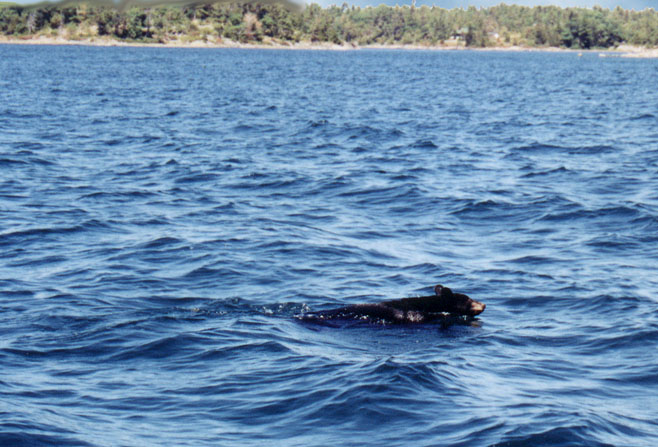 [Photo: Bear Swimming in channel.]