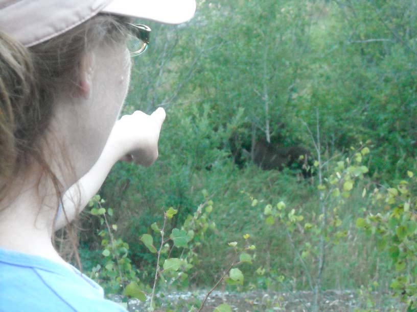 Photo: Moose eating tree limbs at McCargoe Cove, Isle Royale, Lake Superior.