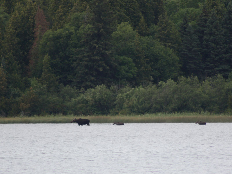Photo: Telephoto view of three moose, an adult female and two calves, wading in water.