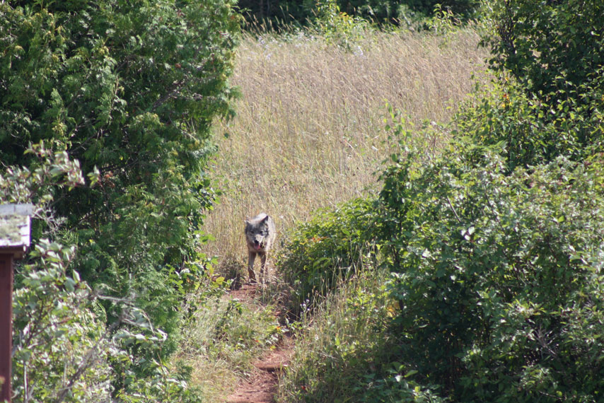 Photo: Gray Wolf on trail.
