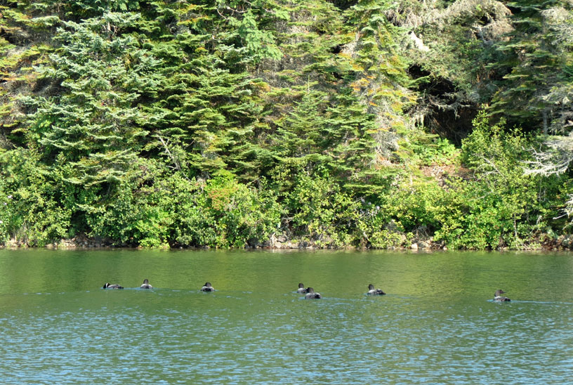 Photo: Seven loons.