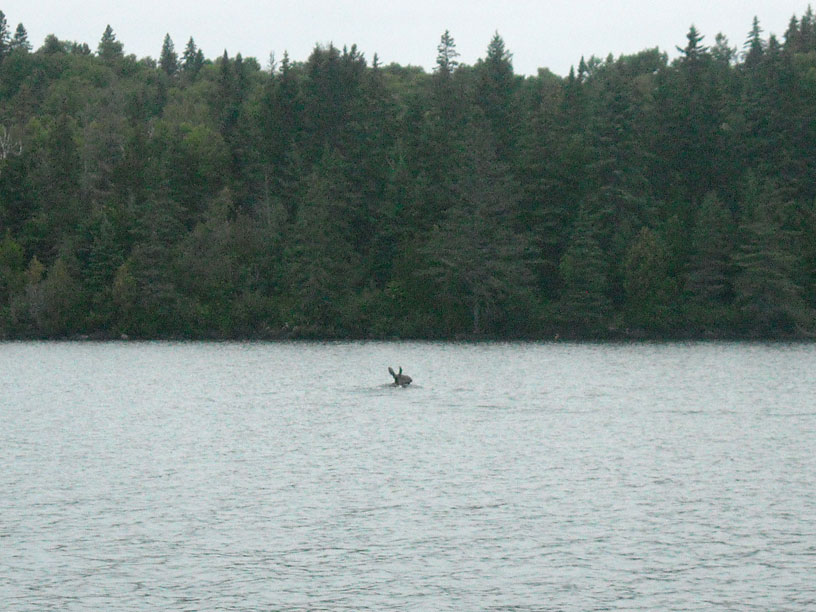 Photo: Moose swimming in Lake Superior near Isle Royale