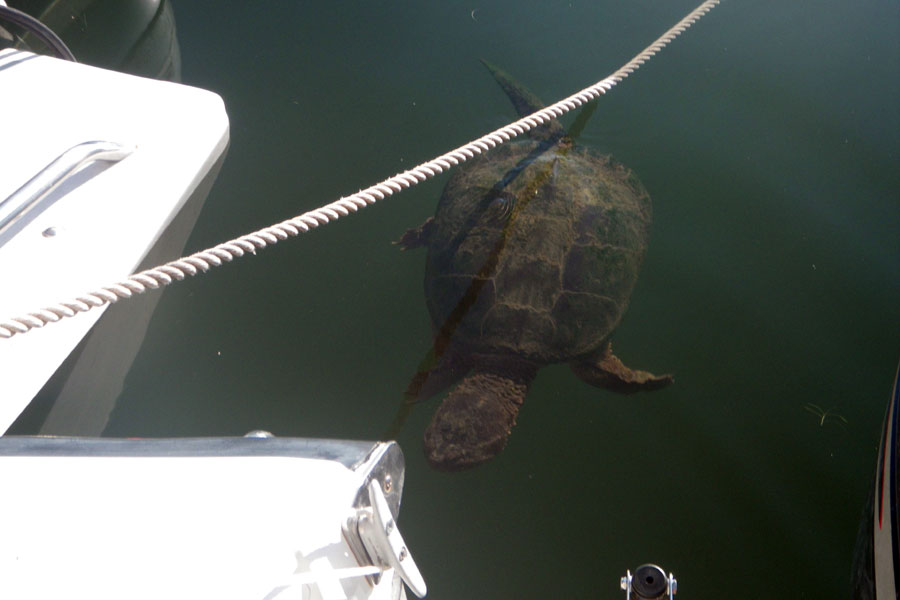 Photo: very large turtle