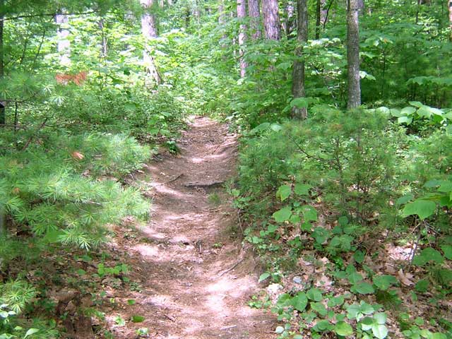 Photo: Trail into woods leading uphill