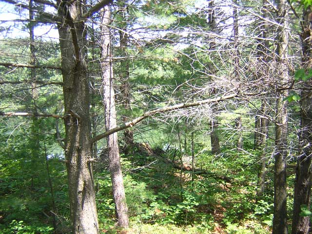 Photo: Small lake seen through woods