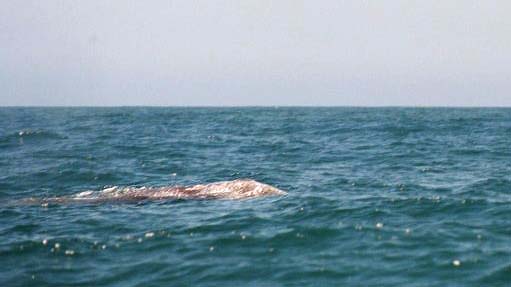 [Photo: c.1970 Whaler 35 Humback]