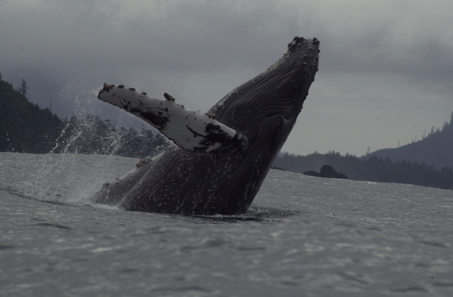These are Massive Animals.jpg