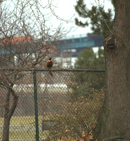 [Photograph: Male Pheasant perched on fence] 