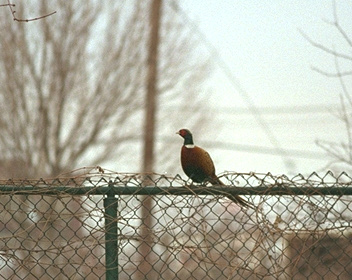 [Photograph: Male Pheasant] 