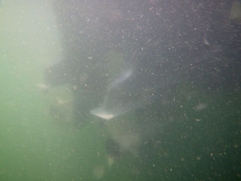 Photo: Underwater view of outboard engines.