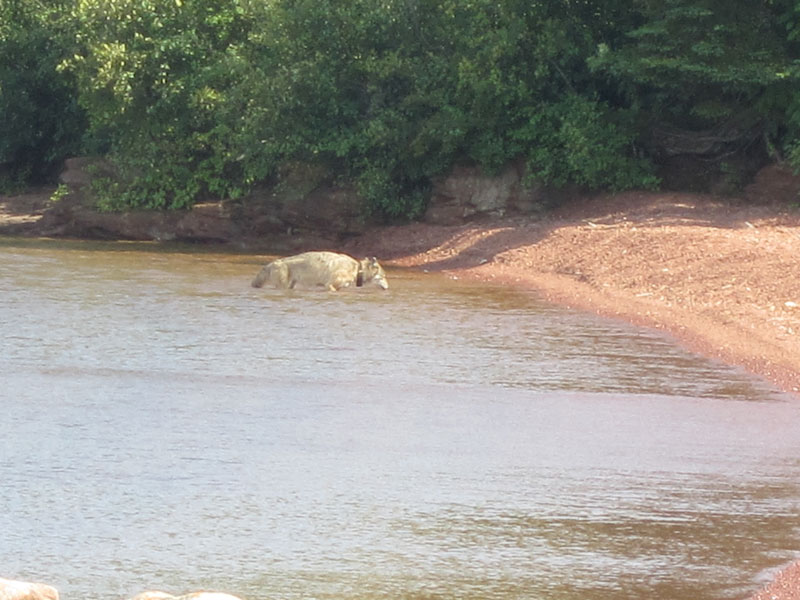 Photo: Gray Wolf wading in water.