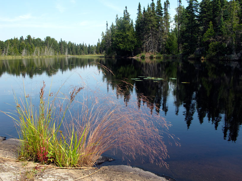 Photo: Lake Mason, Isle Royale. Shoreline plant in foreground.