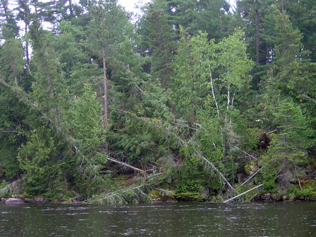 Photo: Fallen trees at shoreline